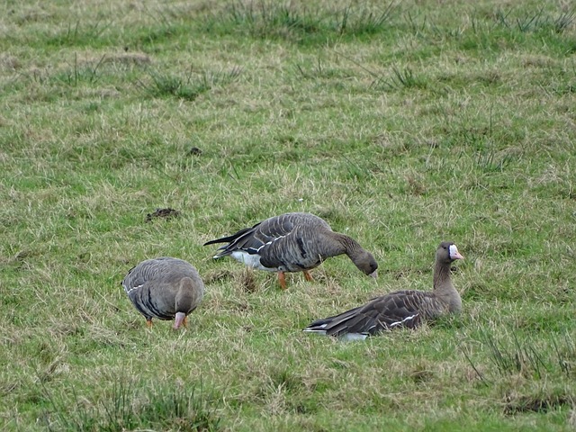前锋德怀特 前锋德怀特